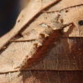 20121113オオムラサキの幼虫