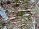 シラビソ（白檜曽）　マツ科モミ属