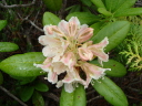 ハクサンシャクナゲ（白山石楠花）　ツツジ科ツツジ属