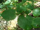 マルバノキの葉