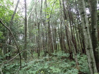 ブナ再生林