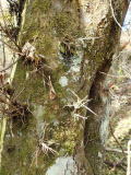 サイカチ樹皮のトゲトゲ