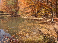 池の周りの紅葉はピーク