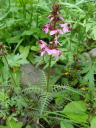 20100710coVIK}