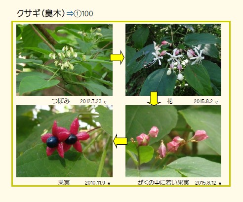 クサギ タネができるまで