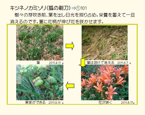 キツネノカミソリ　タネができるまで