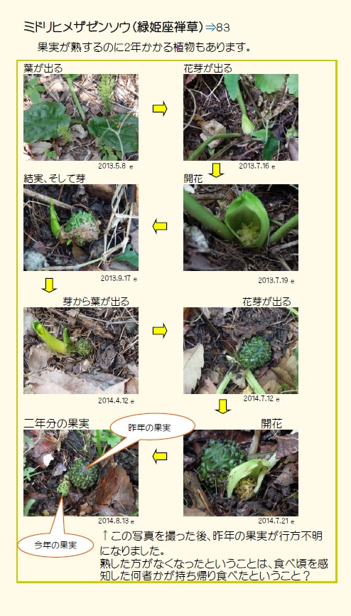 ミドリヒメザゼンソウ タネができるまで