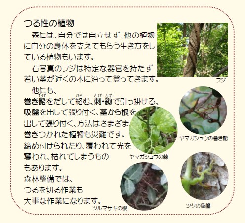 つる性植物の生き方