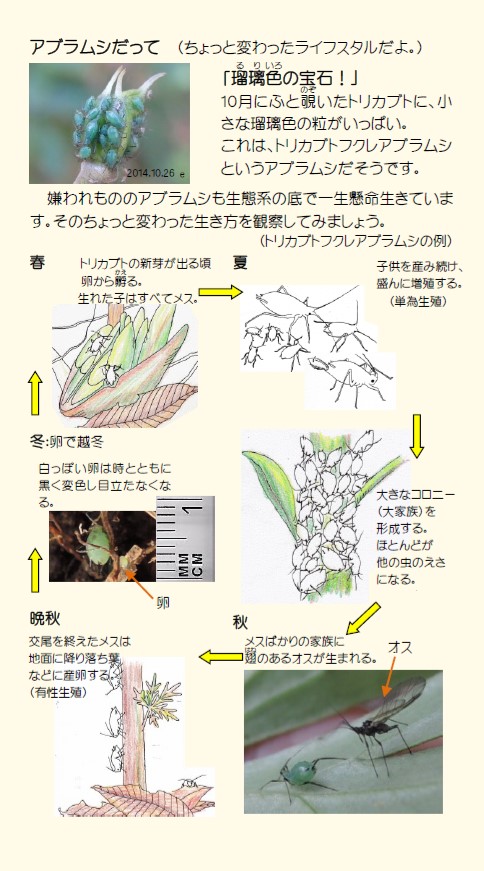 ちょっと変わってる アブラムシ