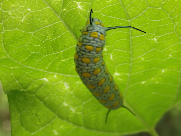 のんびり昆虫観察