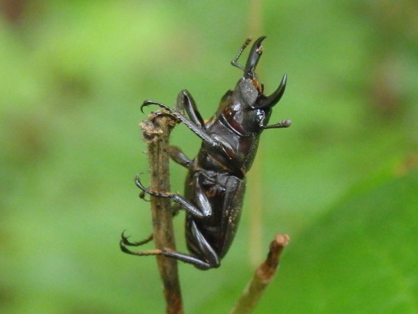 昆虫の体のつくり