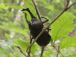 カブトムシ – いきものガイド-茅野市 市民の森 いきものガイド