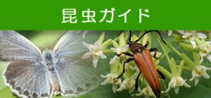 昆虫ガイド