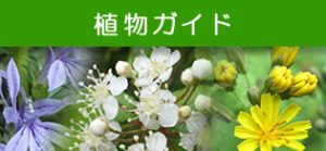 植物ガイド