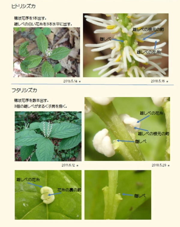 花の構造