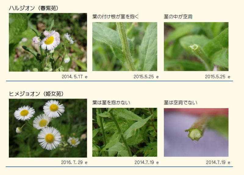 花の構造