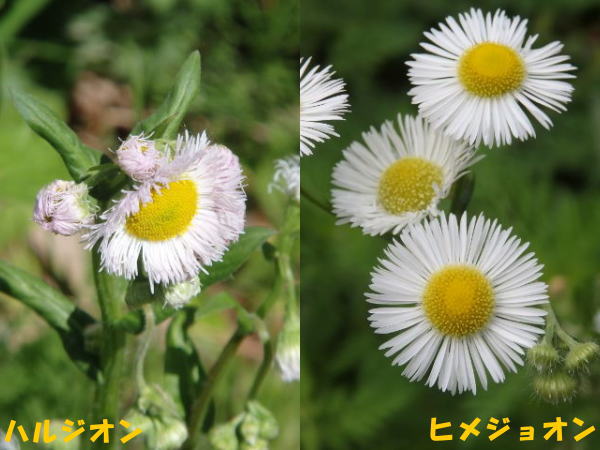 似たもの比較