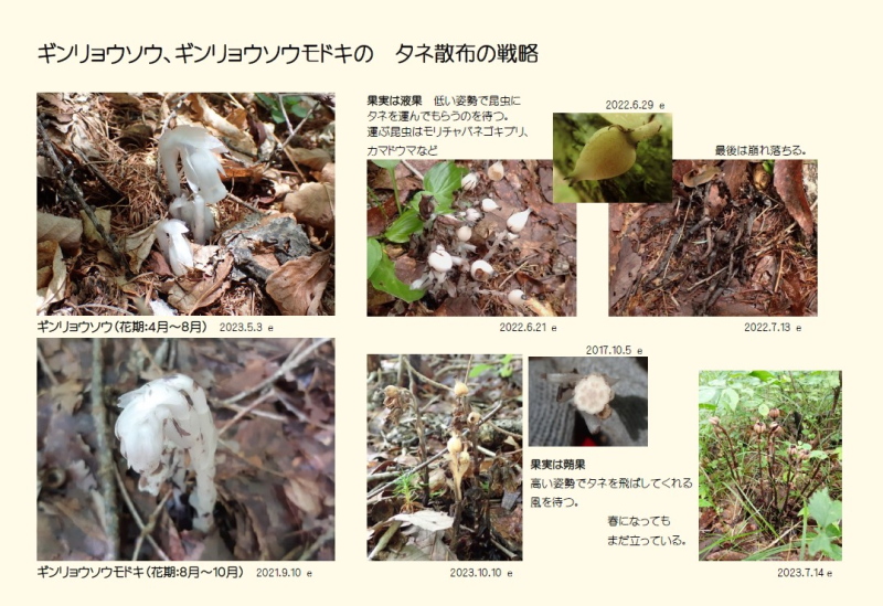 花の構造