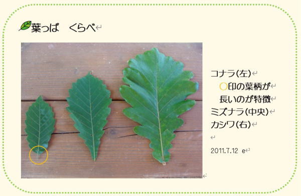 コナラ属 葉っぱ くらべ