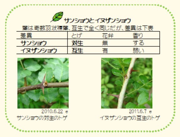 サンショウとイヌザンショウの違い